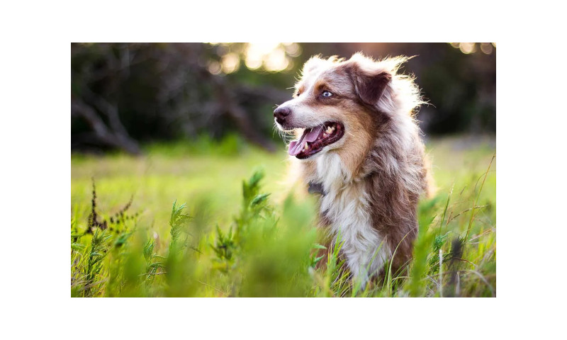 Guía completa sobre tipos de antiparasitarios para perros
